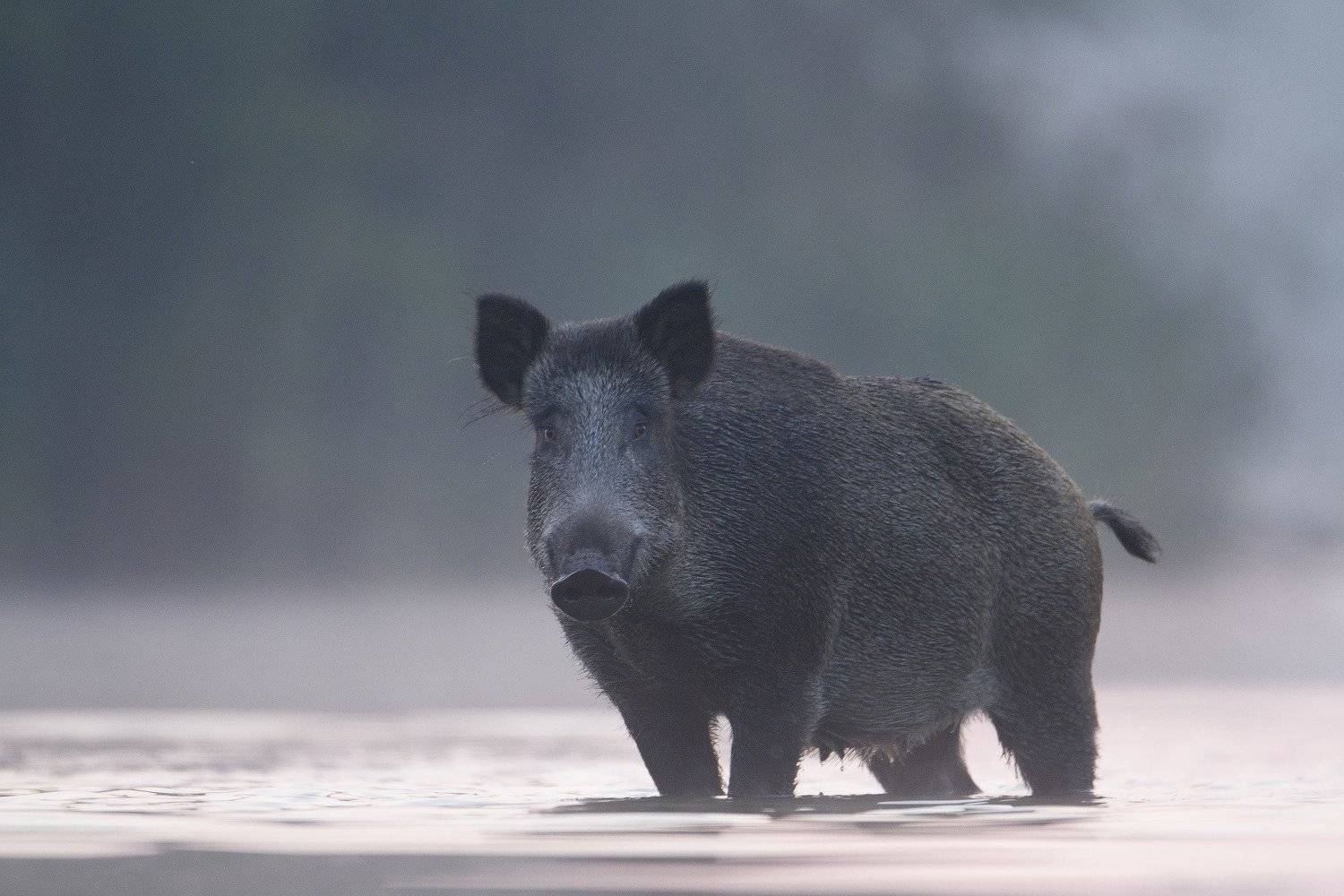 wild boar, mist, sunrise, pond, nature, wildlife, morning, Grzegorz Zimny