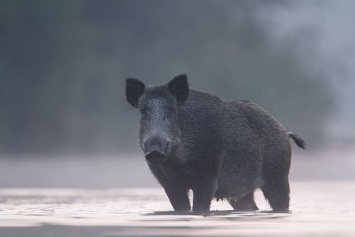 Wild Boar