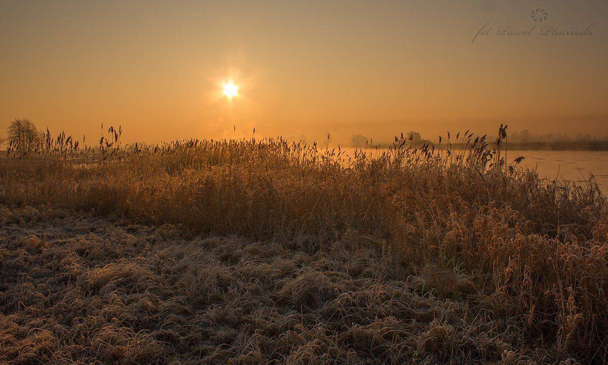 , Pawel Plucinski