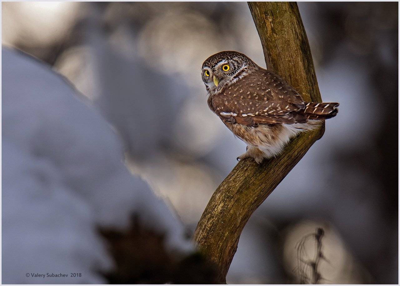, Валерий Субачев
