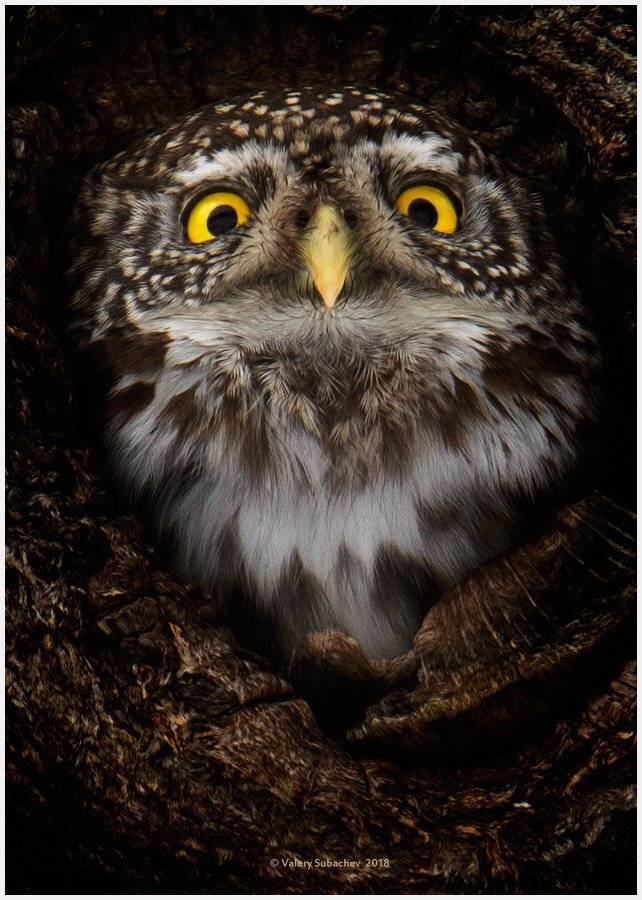 , Валерий Субачев