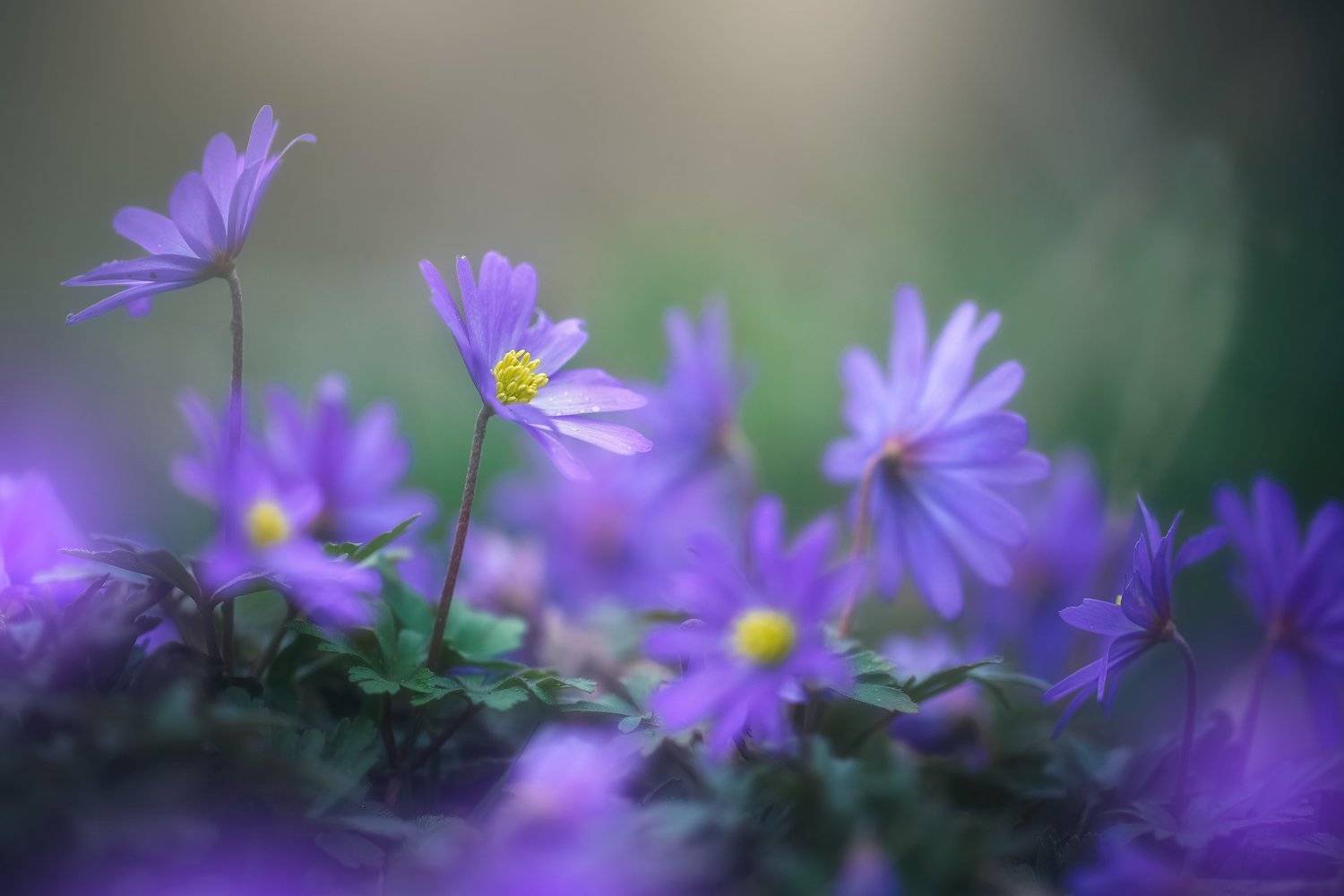 , Инна Сухова