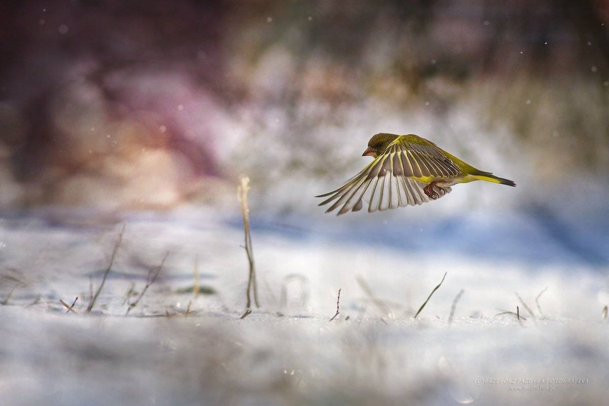 Approach to landing. Автор: Grzegorz , Grzegorz