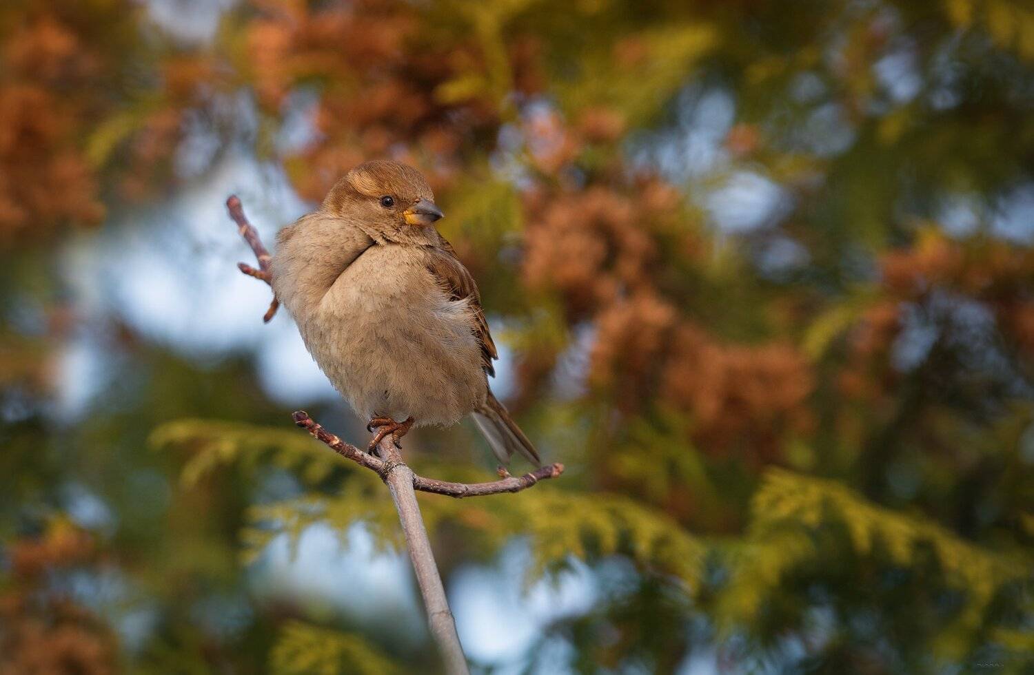 природа, лес, животные, птицы, Дмитрий Посевич
