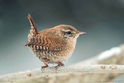 Eurasian Wren