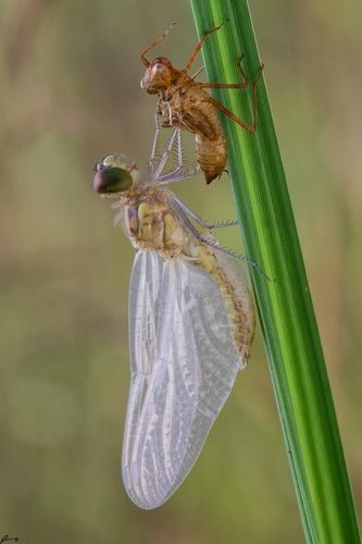 Cordulia aenea