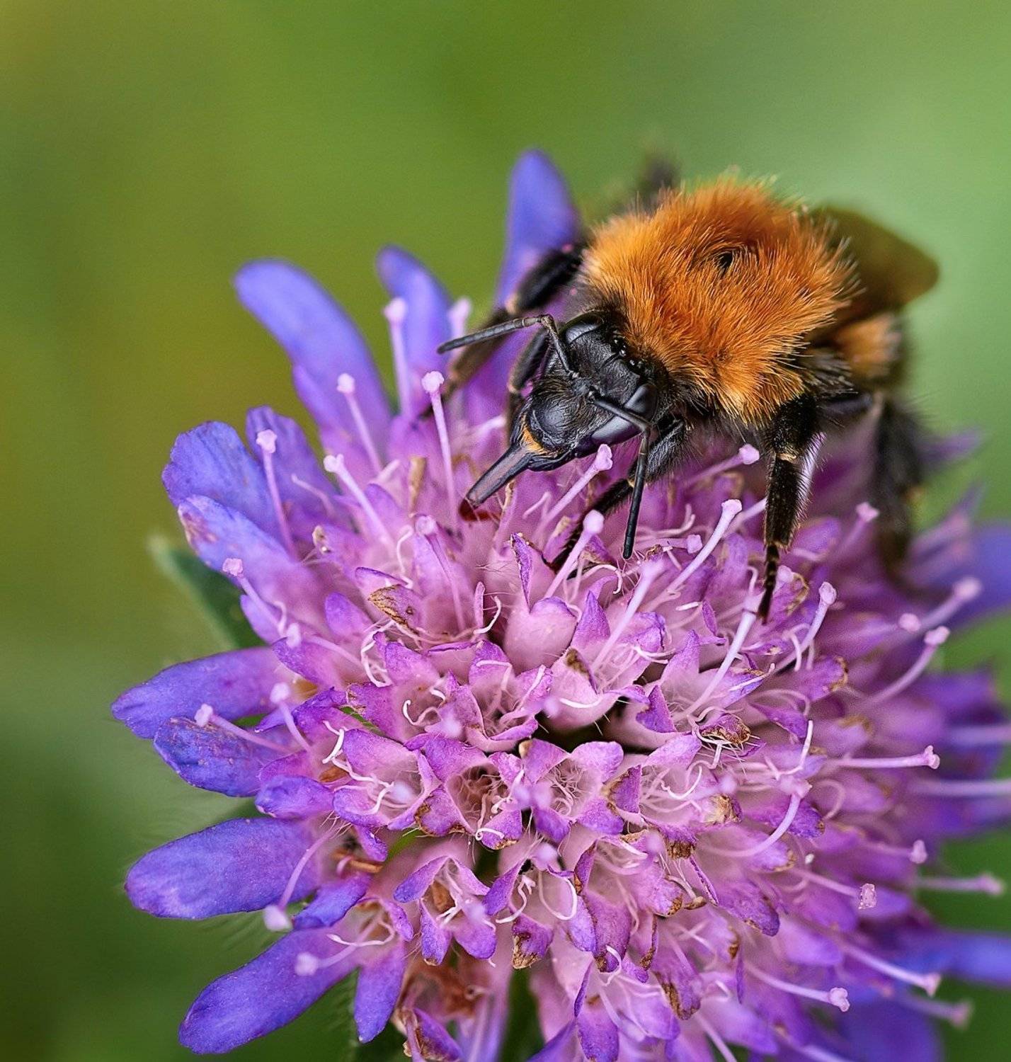 макро, Александр Демин