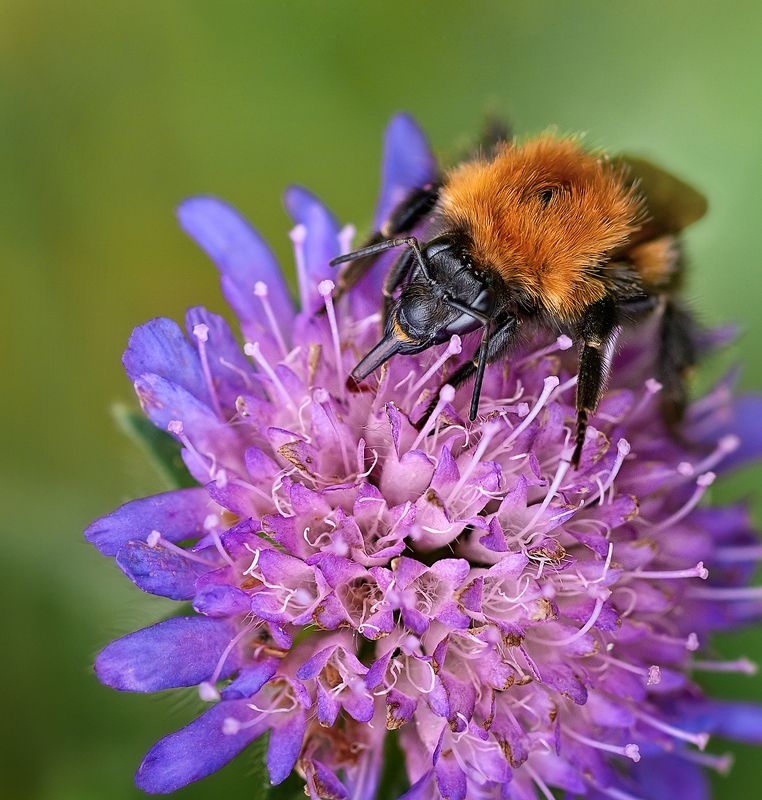 макро * * * фото превью