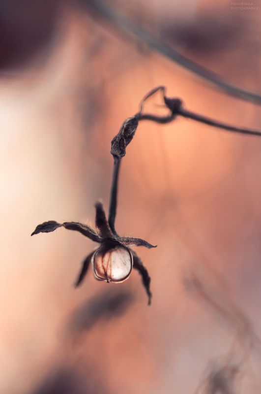 макро, цветы, растения, природа, сухоцвет, macro, flowers, plants, nature, dried flowers, Сухоцветы фото превью