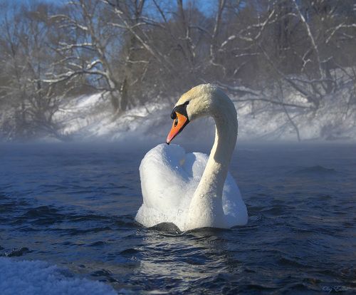 -27 C. Перезимуем