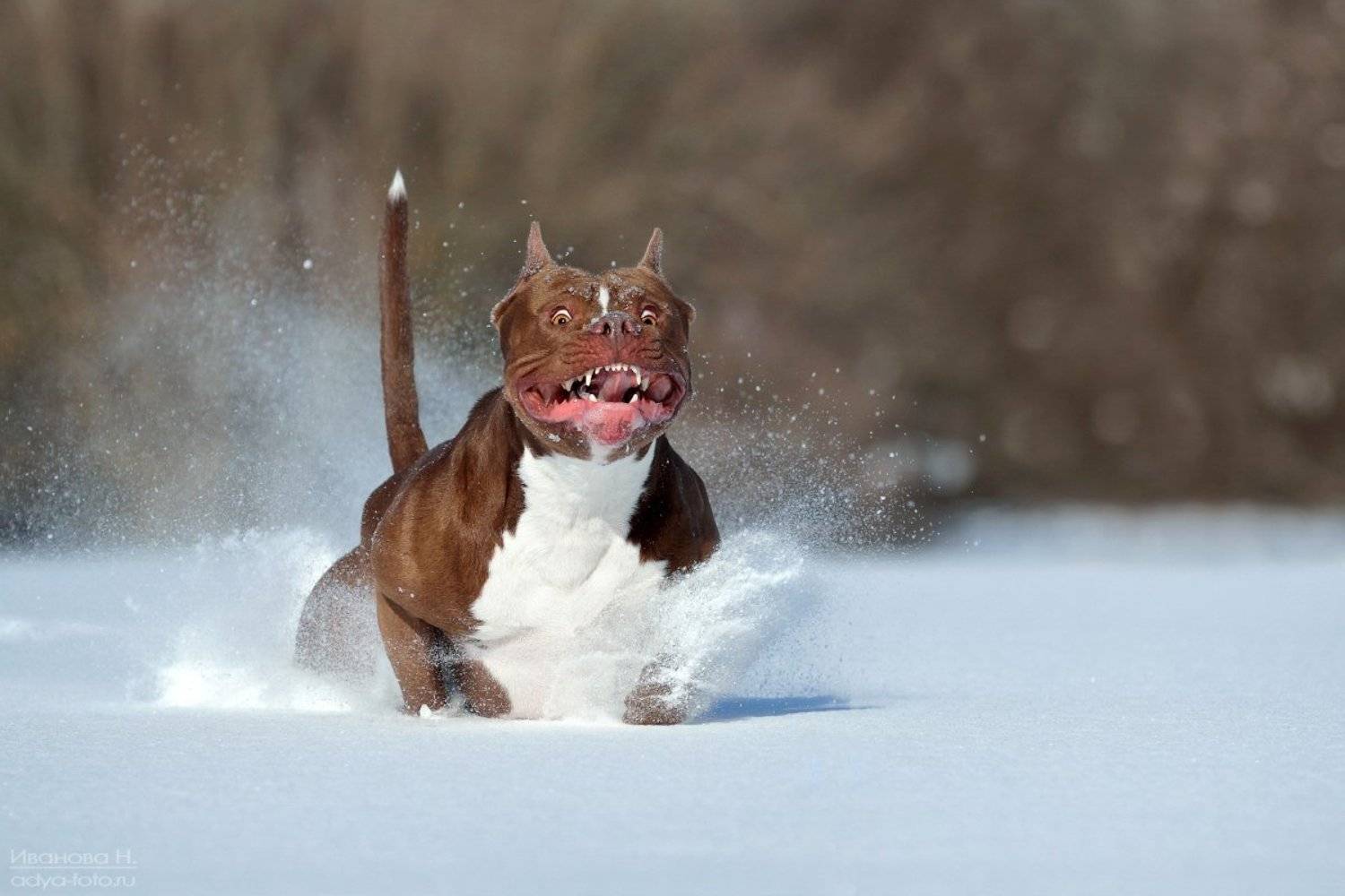 , Надежда Иванова