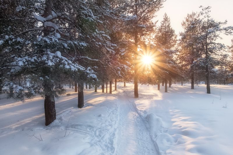 В зимнем парке фото превью
