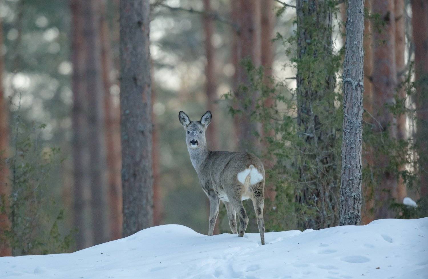 , Андрей Шимчук