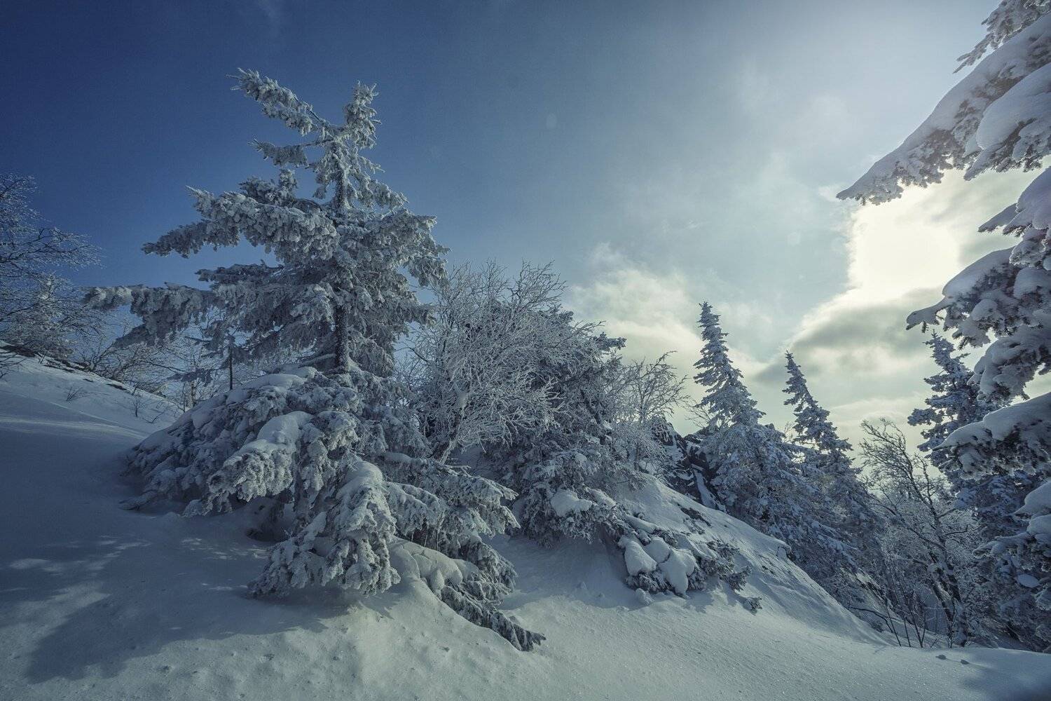 , Шевченко Николай