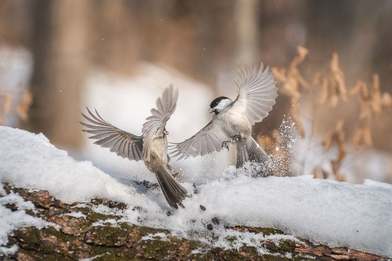 Вальс фото превью