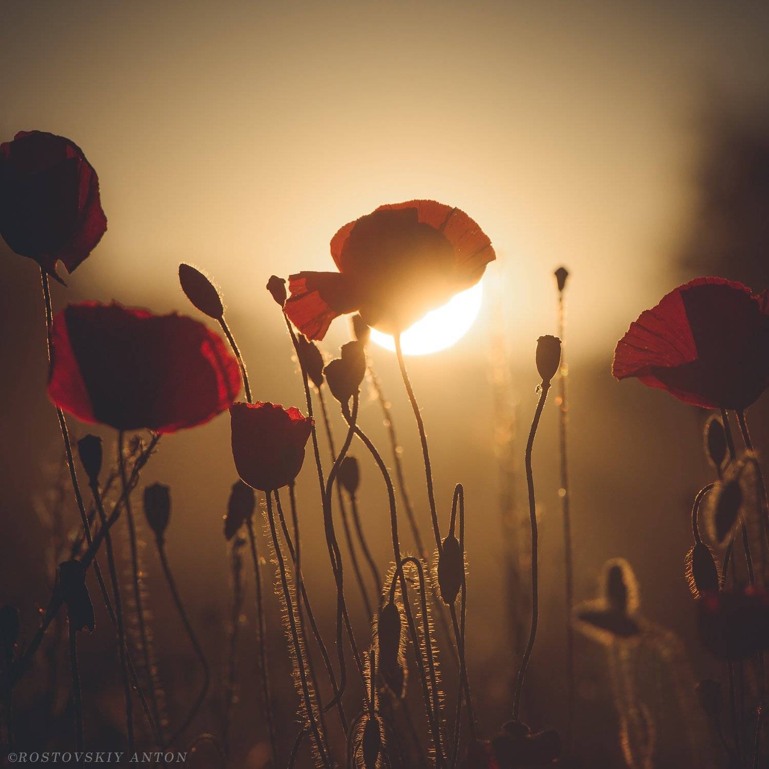 маки, тоскана, фототур, италия, закат, Антон Ростовский