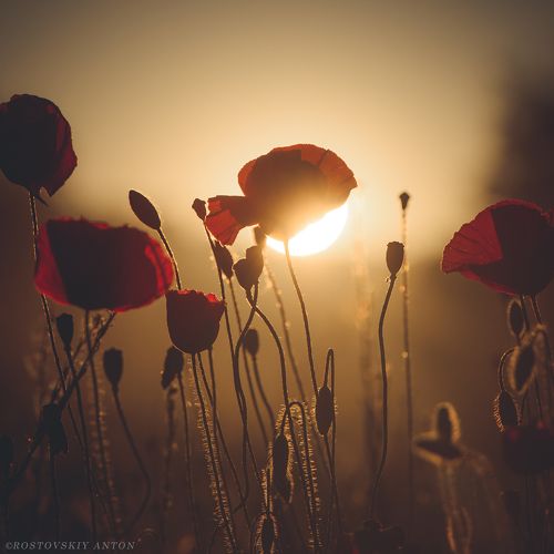 Маки на закате