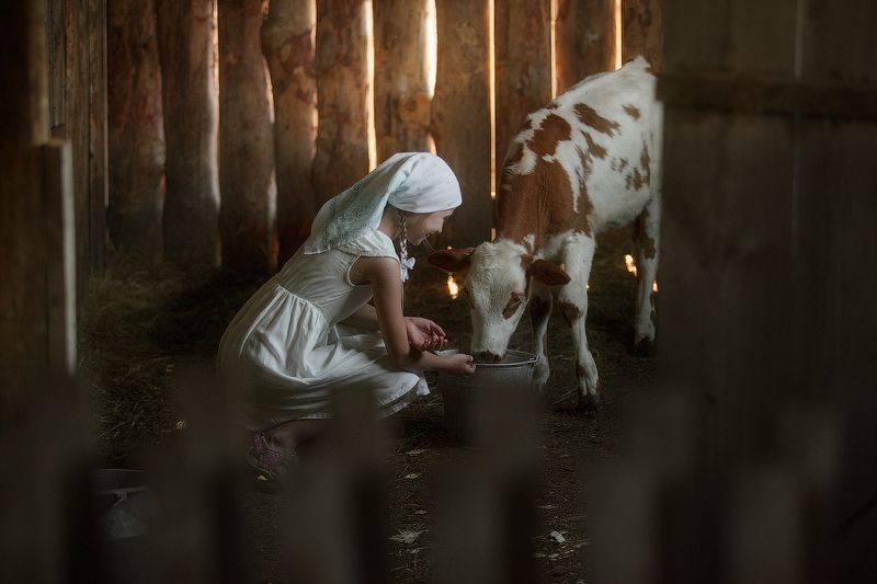 деи, корова,деревня,хозяйство,Алтай,корм,радость,детство,бабушка,село,отдых,путешествие,животные, Утро Настасьи! фото превью