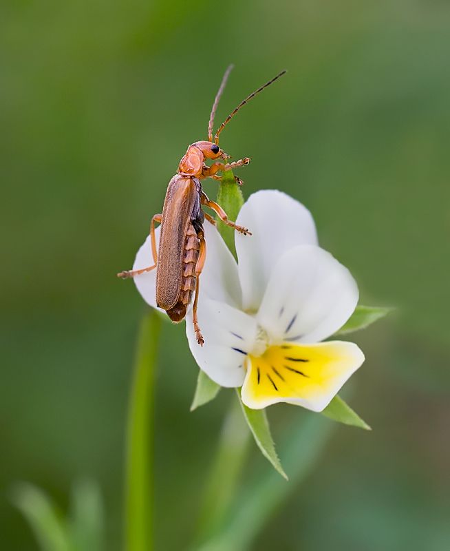 *** фото превью