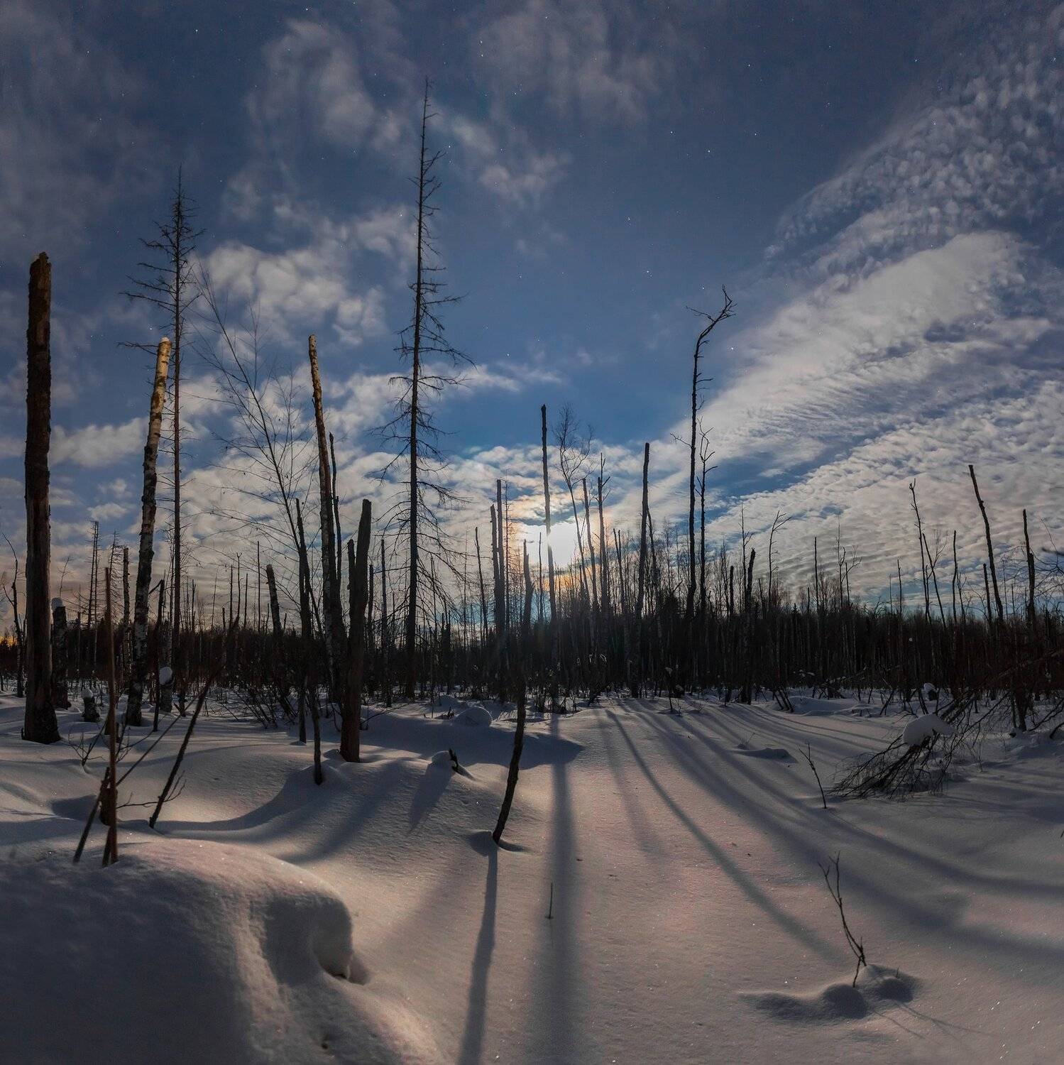 ночь, луна, болото, Павел Ващенков