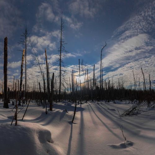 Восход луны на болоте