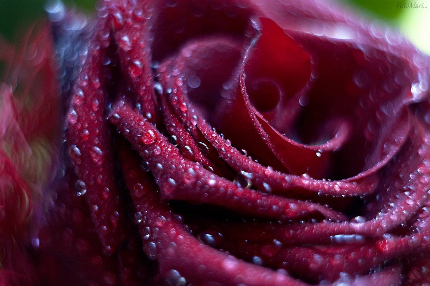 , Марина Соколова