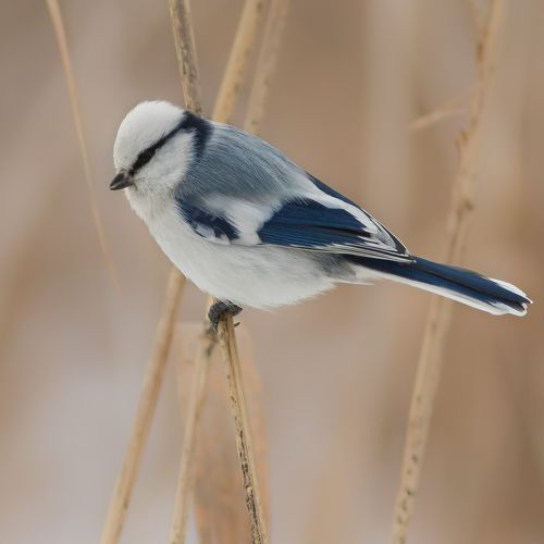Князёк-белая лазоревка