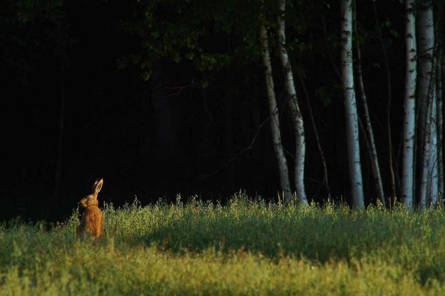 Заяц.Лес., Илья Бышнёв
