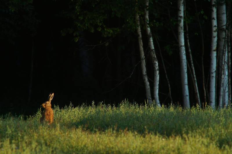 Заяц.Лес. Ухо в остро фото превью