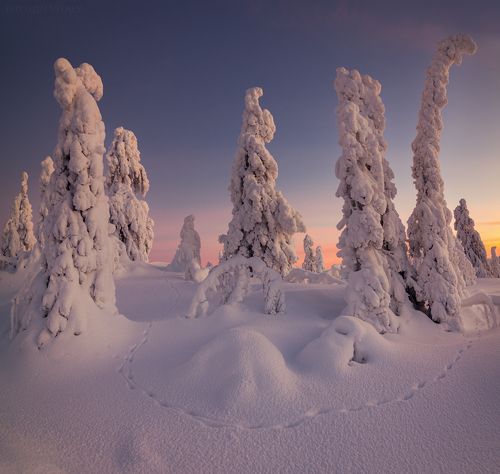 В лесах Кандалакши