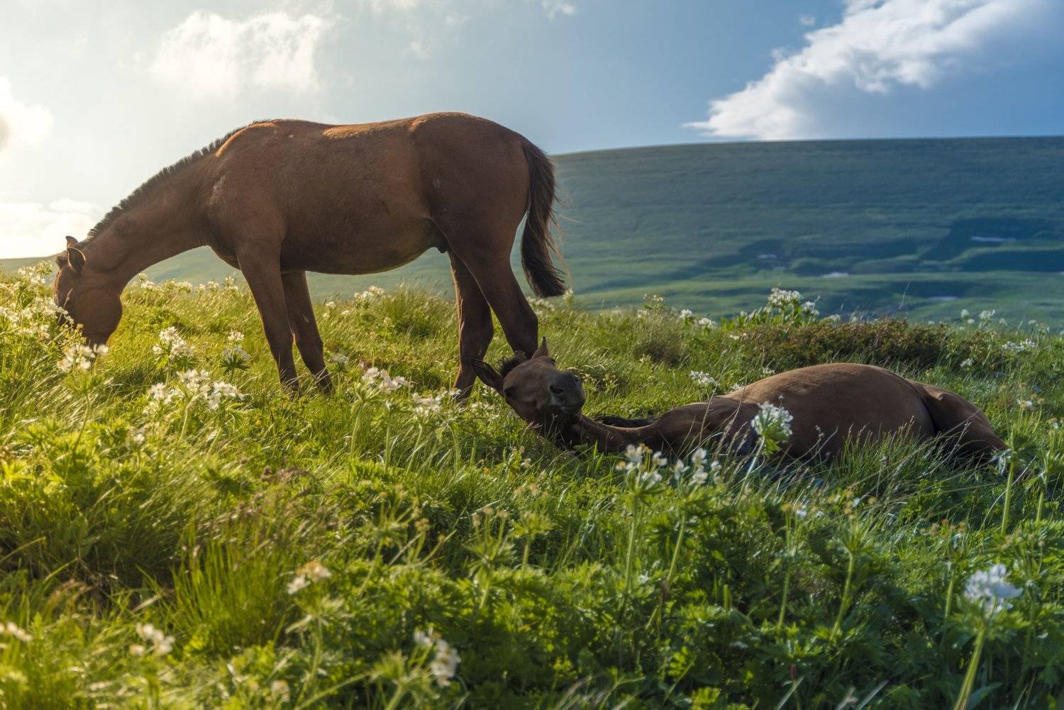 кони, кавказ, горы, природа, пейзаж, животные, рассвет, закат, фототур, Sergey Lexin