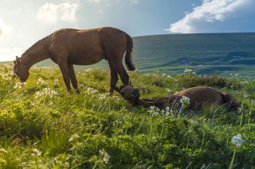 Я с тя валяюсь