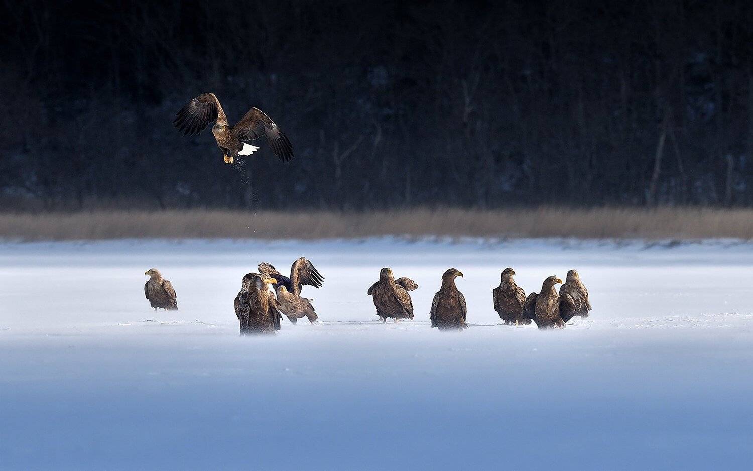 behaviorism, suk eun kim