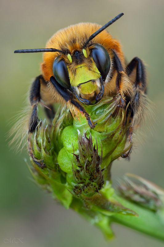 Портрет пчелки фото превью