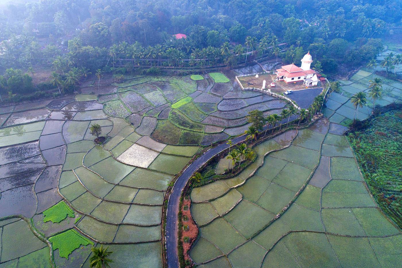 Индия, Гоа, рисовые поля, дрон, aerial, Борис Резванцев