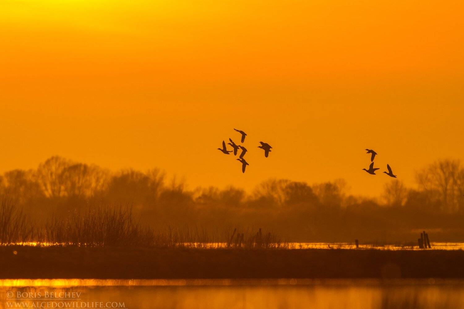 , Борис Белчев