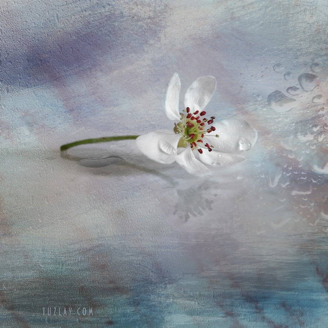 холст, цветы, флора, квадрат, Владимир Тузлай