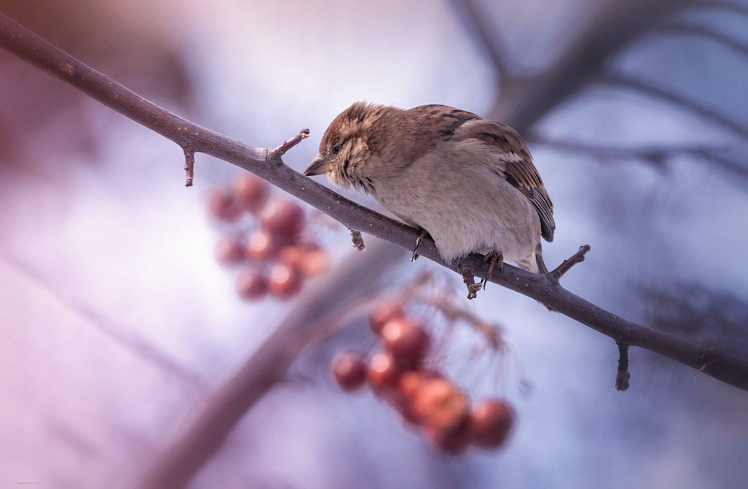 природа, лес, животные, птицы, Дмитрий Посевич