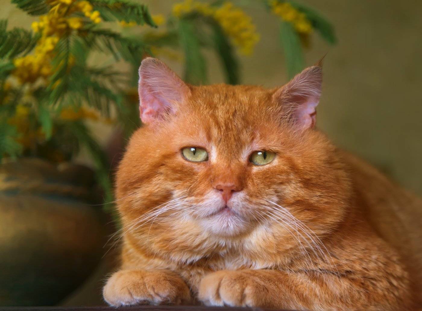 , Елена Брежицкая