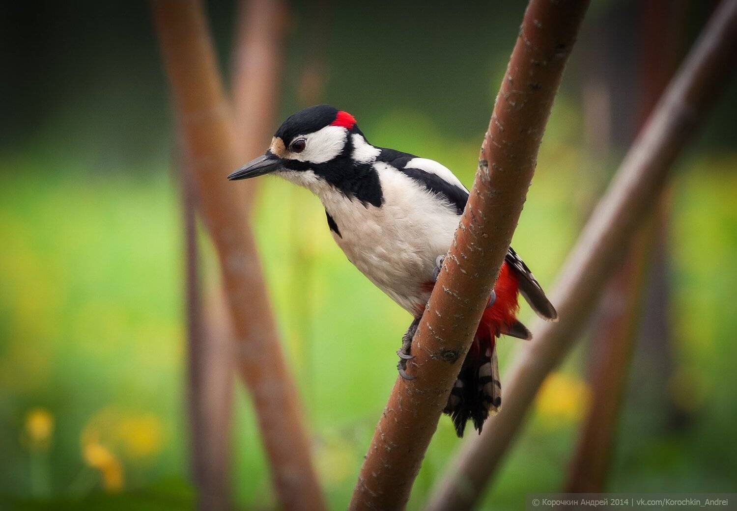 , Андрей Корочкин