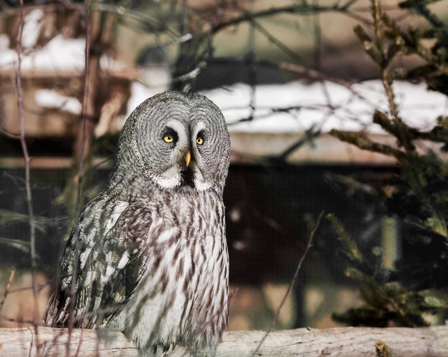 неясыть бородатая, Олег Богданов