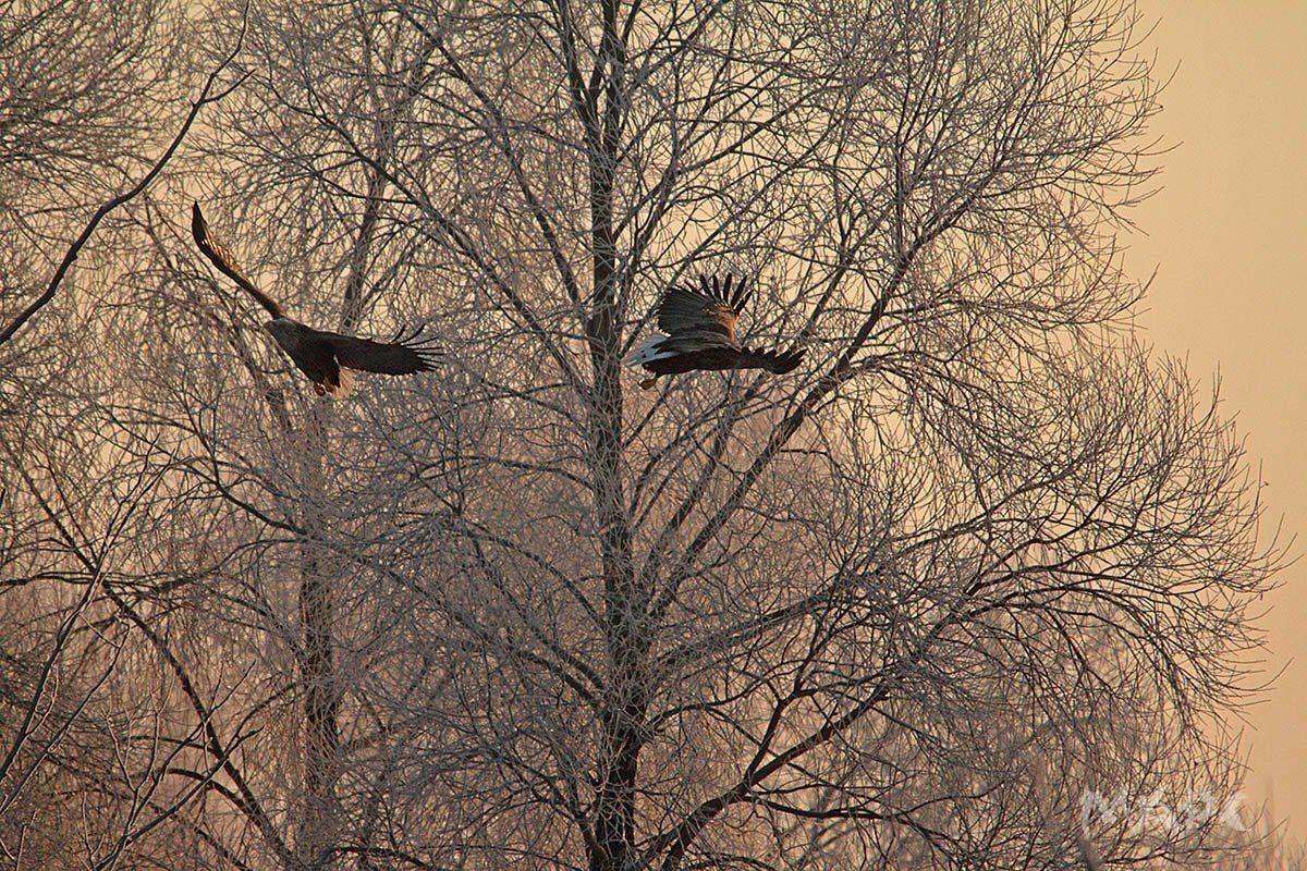 животные птицы зима орланы, Шангареев Марс