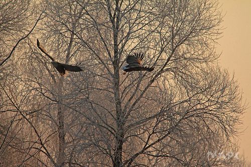 белохвостые