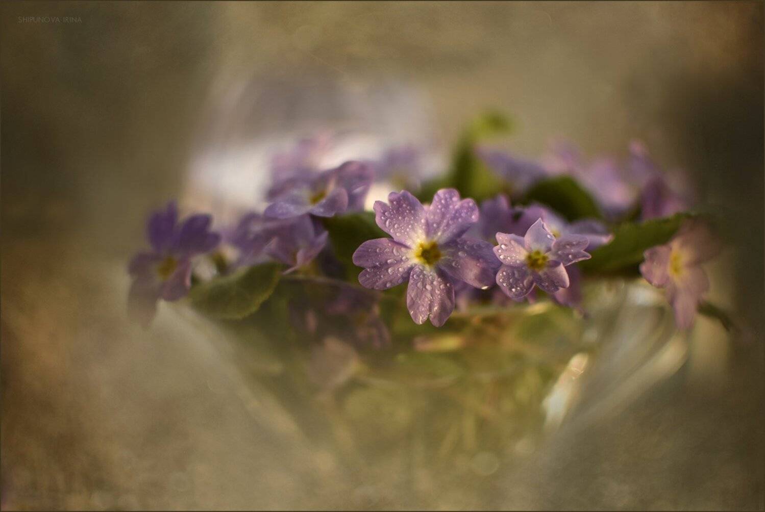 , Шипунова Ирина