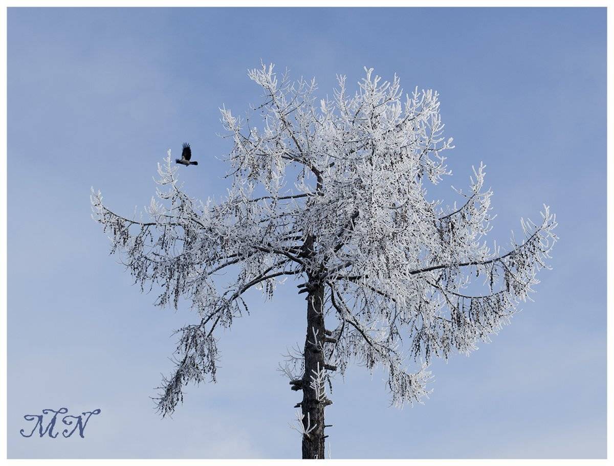 , Марина Никулина