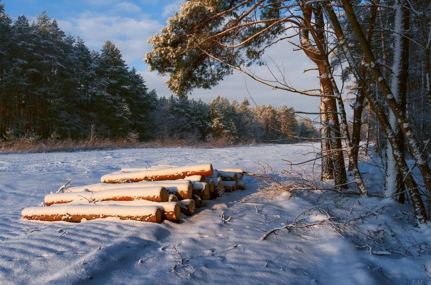 утро, деревья, зима, лес, пейзаж, снег, сосновый лес, опушка, pine, cold, forest, light, morning, snow, winter, trees, colors, Ivan Maljarenko