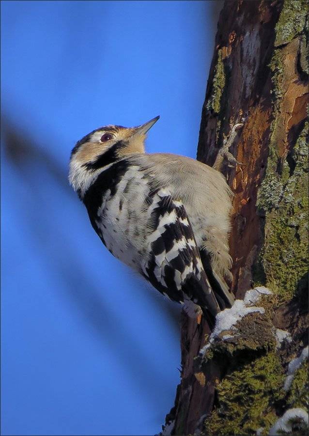 дятел, Андрей Медведев