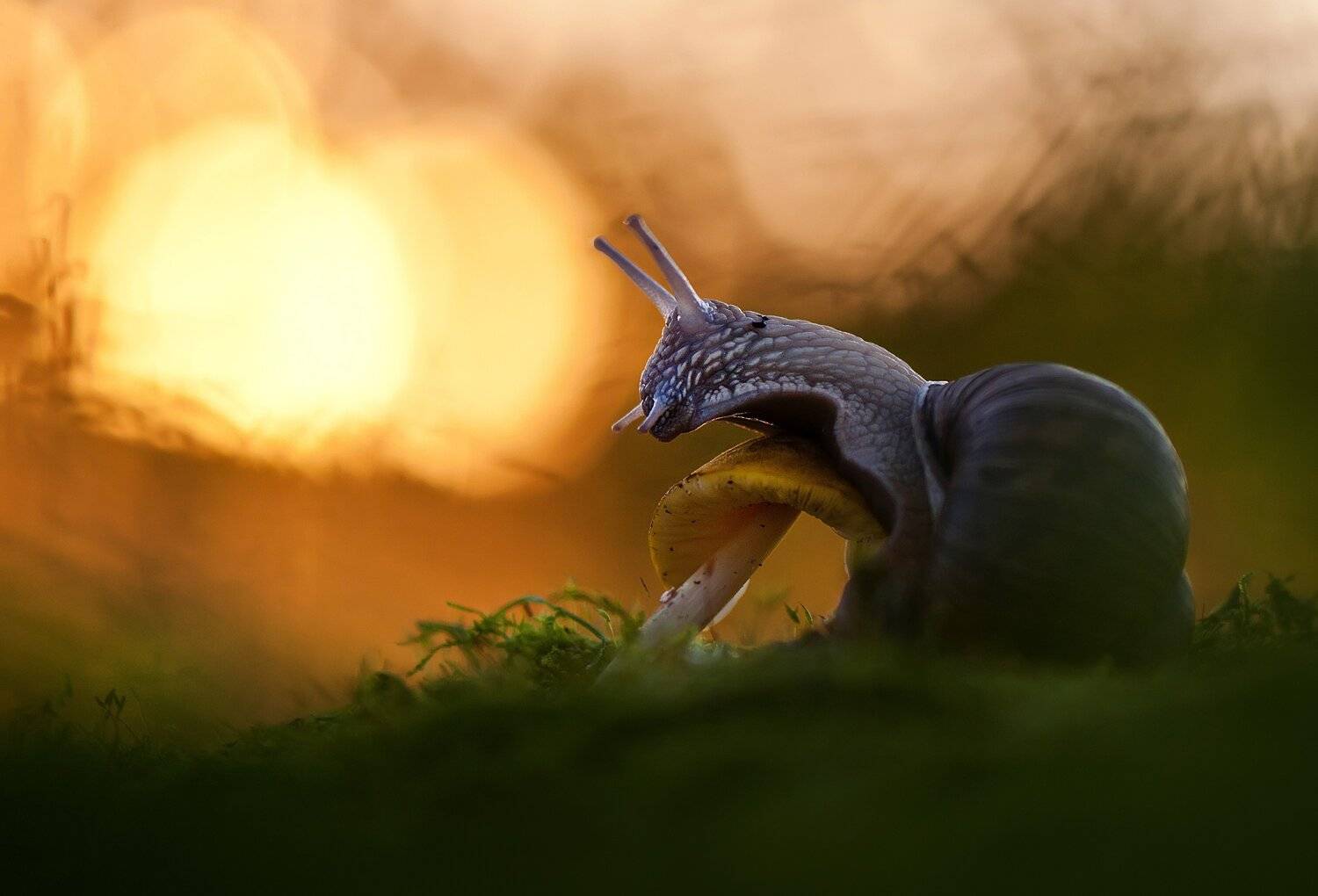 , Макеев Алексей