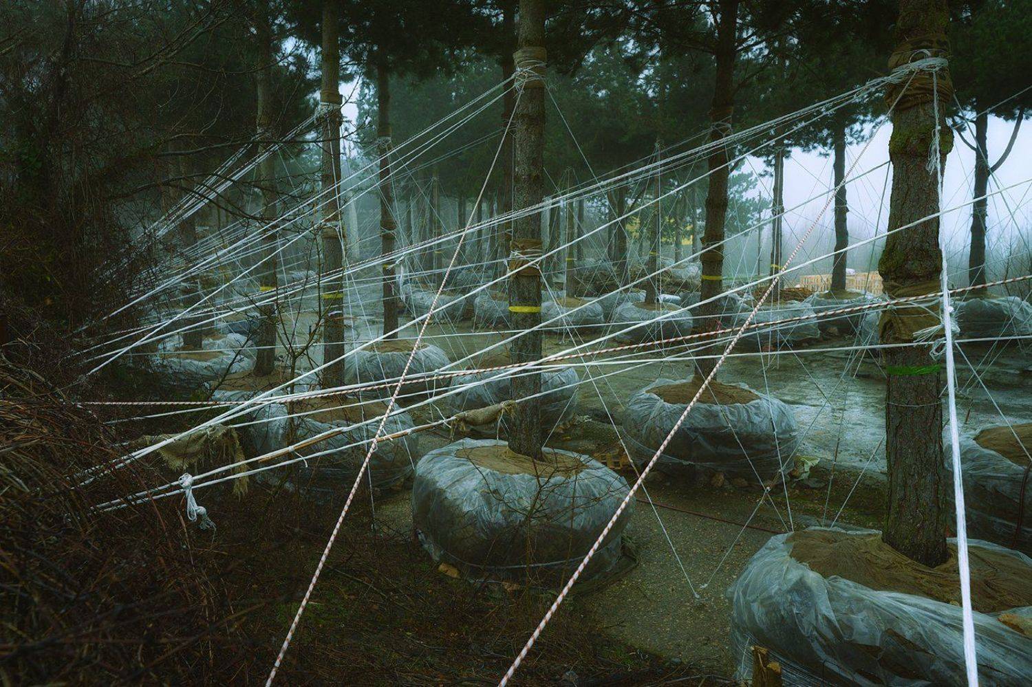 саженцы, сосна,, Вьюшкин Игорь