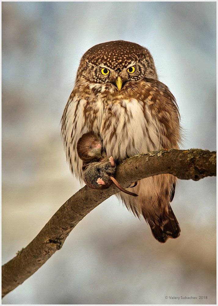 , Валерий Субачев